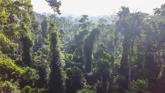 The forest views are stunning from the highest platform ( 40m high).