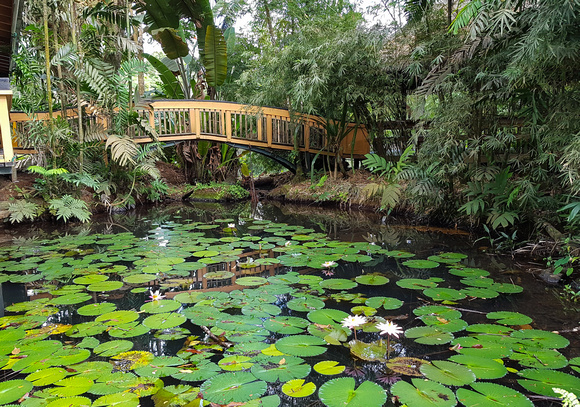 Our first stop was the Col-I-Suva Rainforest Ecoresort.....