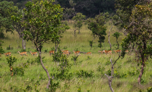 A herd of Kob ( Kobus kob).