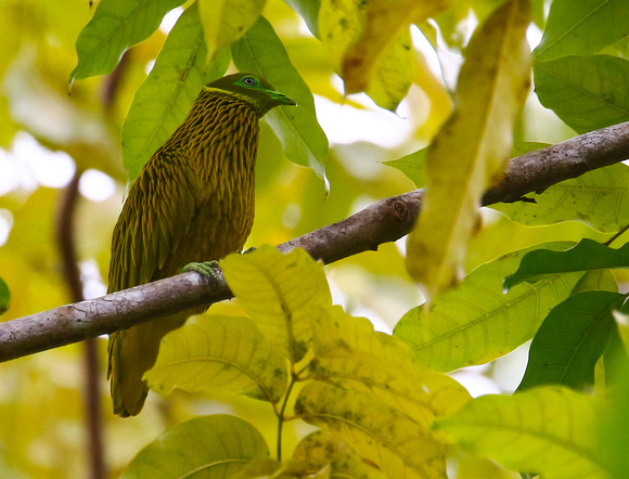 ...and the wonderful Golden Fruit Dove.