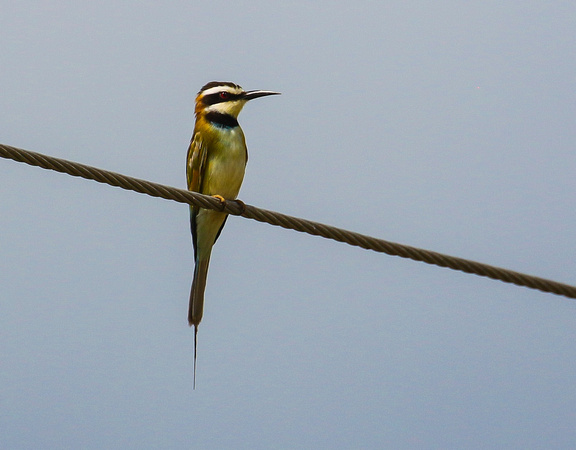 White-throated Bee-eater.