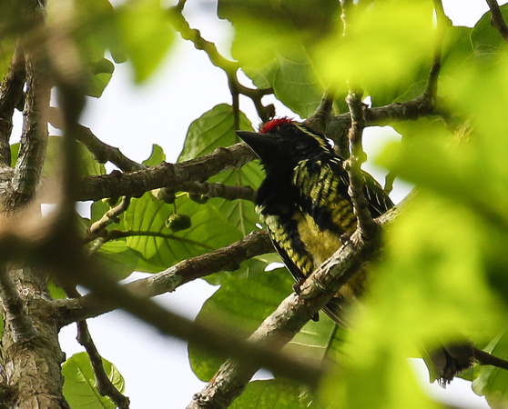 Yellow-spotted  Barbet.