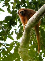 San Martin Titi Monkey