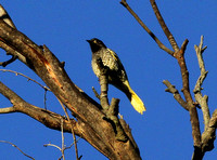 Regent Honeyeater...at last...and  no. 7500 as well!!