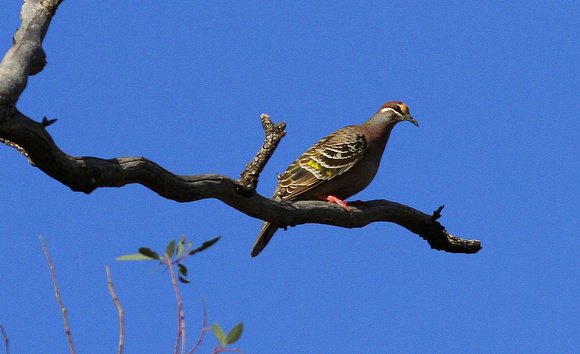 The excellent  Common Bronzewing.