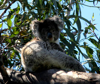 Our first Koala.