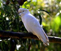 The noisy but beautiful Sulphur-crested Cockatoo