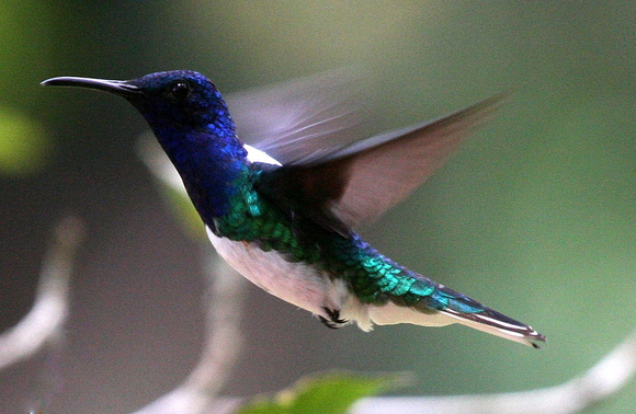 Colombia  must be the Hummingbird  capital...we  saw  44 species! This is a  White-necked Jacobin......