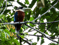 Rufous-belled Kingfisher