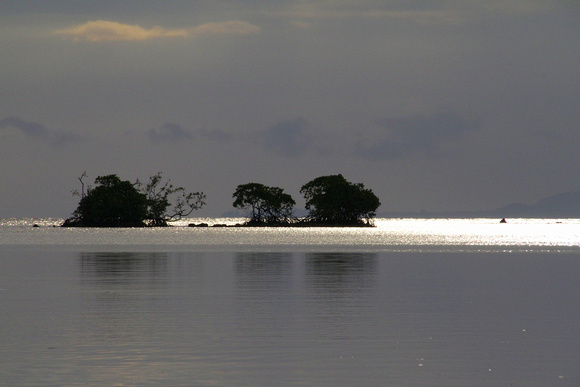 Zodiac cruising in mangroves and off Kolambangara as  evening  fell.