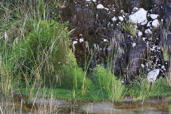 High rainfall produces  wonderful  mossy streams
