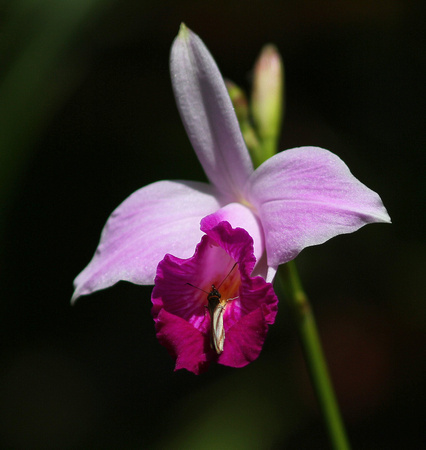 Bamboo orchid (Arundina graminifolia), an introduced species.