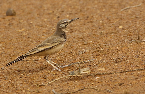 Eyeing up a grasshopper...