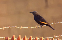 Tristram's Starling ( female)....