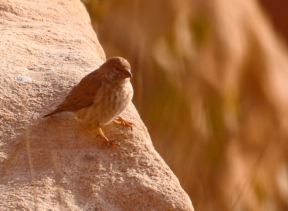 Yemen Serin.