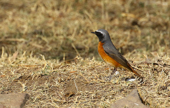 Common Redstart (male).