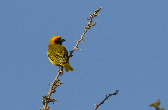 Ruppell's Weaver ( male)