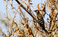 Arabian Woodpecker (Near Threatened)....