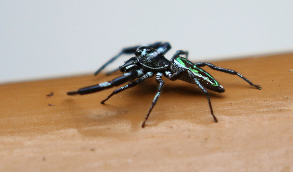 Scorpion Spider (Lurio solemnis)