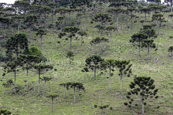 Araucaria forest......