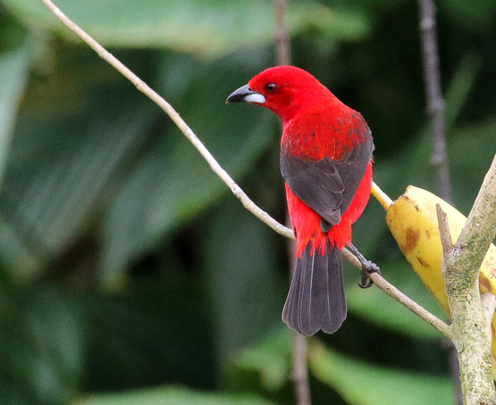 Brazilian Tanager...male of course !