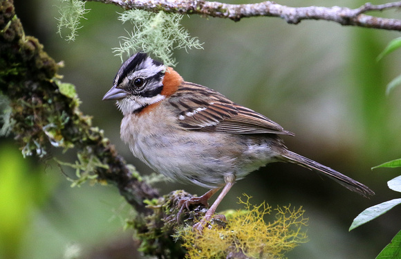 The much-maligned  Rufous-collared  Sparrow