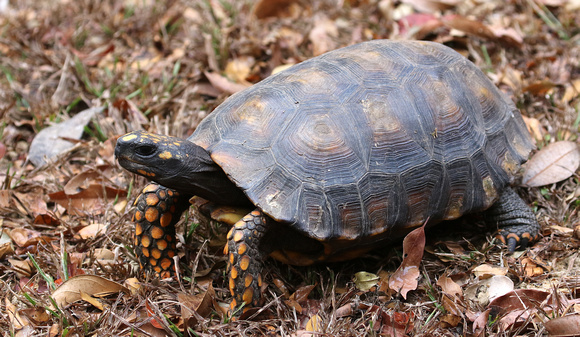 Tortoise….probably Yellow-footed  Tortoise  ( Chelonoidis denticulata)