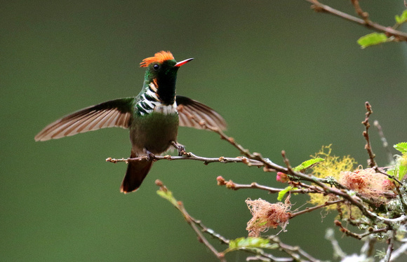 Frilled  Coquette