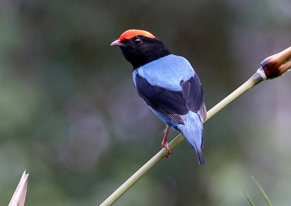Blue ( or Swallow-tailed) Manakin.