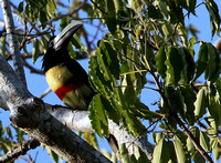 Black-necked Aracari