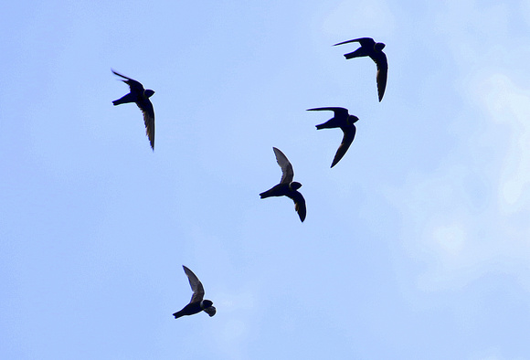 White-collared  Swifts