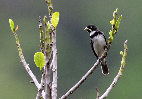 Double-collared  Seedeater.