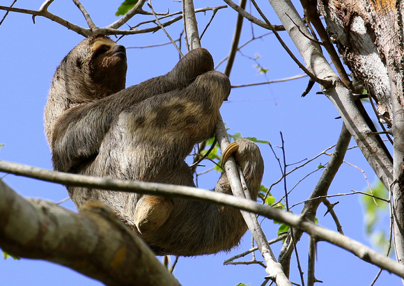 Variegated Three-toed Sloth