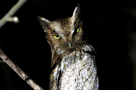 Black-capped Screech-owl