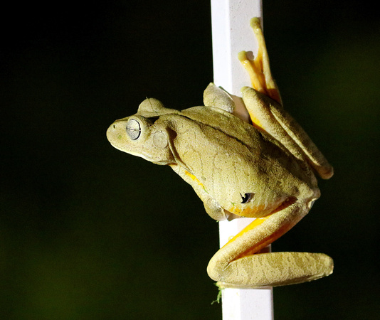 This frog was  out on the town...on the gates of our lodge!