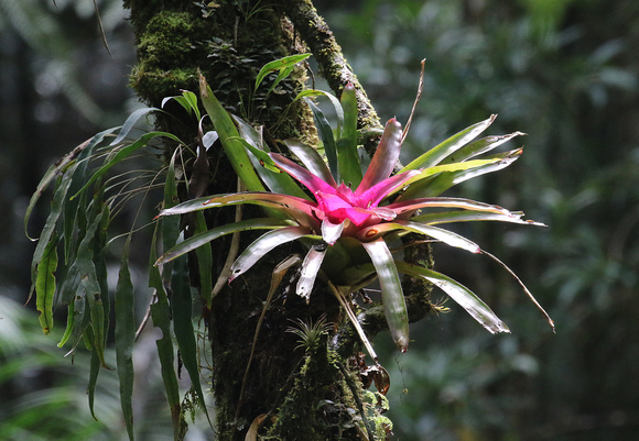 Another  smart  Bromeliad