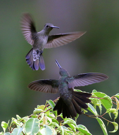 These two Sombre Hummingbirds  may lack the glamour of other species.....