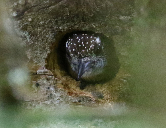 ....at its  very small nest-hole!