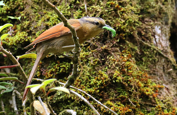 Buff-fronted Foliage-gleaner