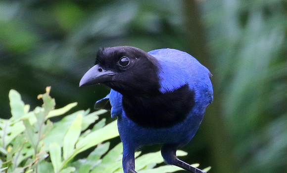 ....another  smart  tropical Jay.