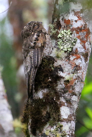 Common Potoo.....well-camouflaged at  day-time roost.