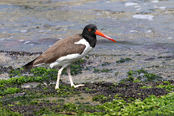 American Oystercatcher....strikingly  different  from ours !