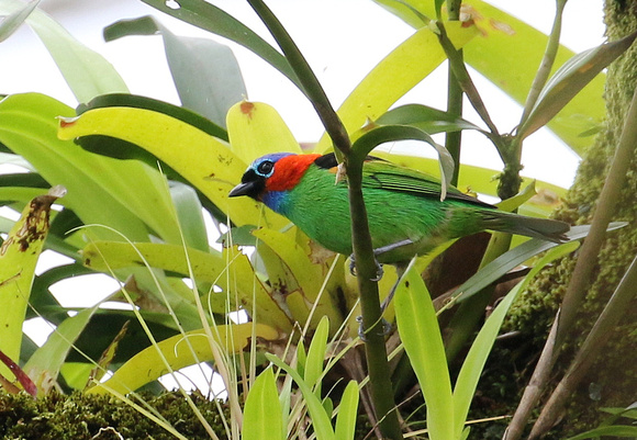 Another  lovely  Red-necked Tanager....