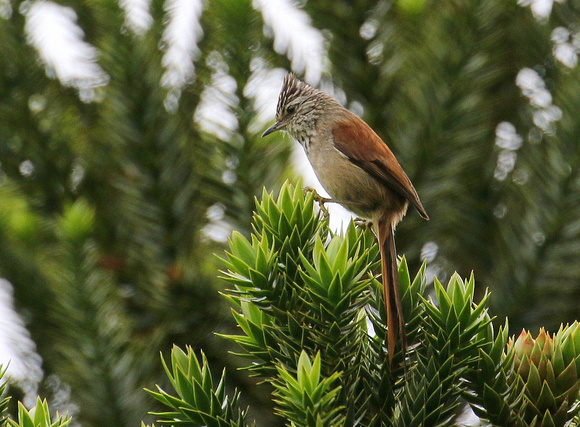 ....and  Araucaria  Tit-spinetail.