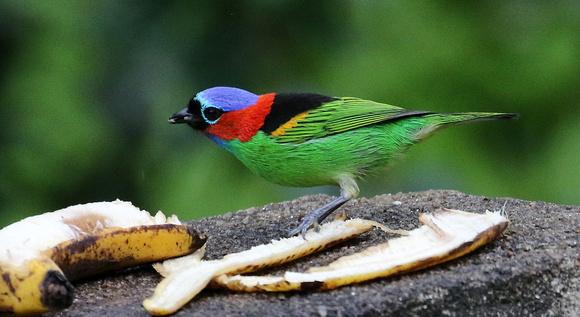 The stunning  Red-necked Tanager