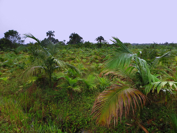 A palm-heart plantation.
