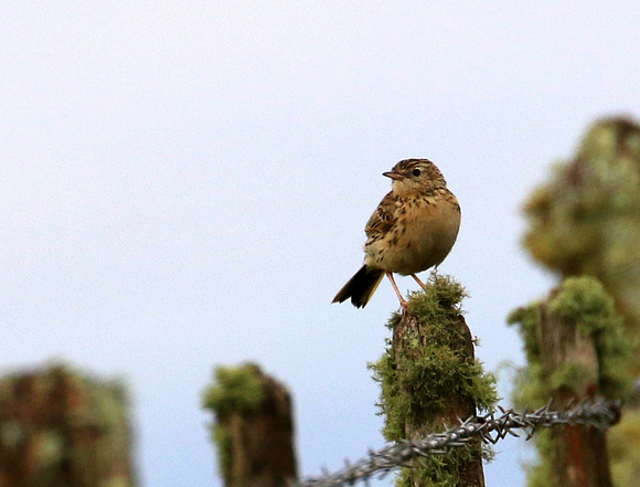 Ochre-bellied  Pipit...threatened  by loss of  native  grassland.