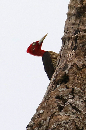 The well-named  Robust Woodpecker