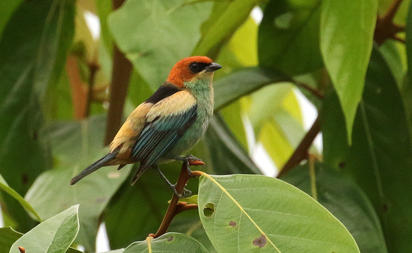 Black-backed Tanager.