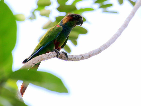 Blue-throated Parakeet
